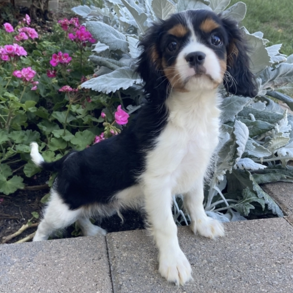 comprar cachorros sanos, baratos y asequibles para la venta